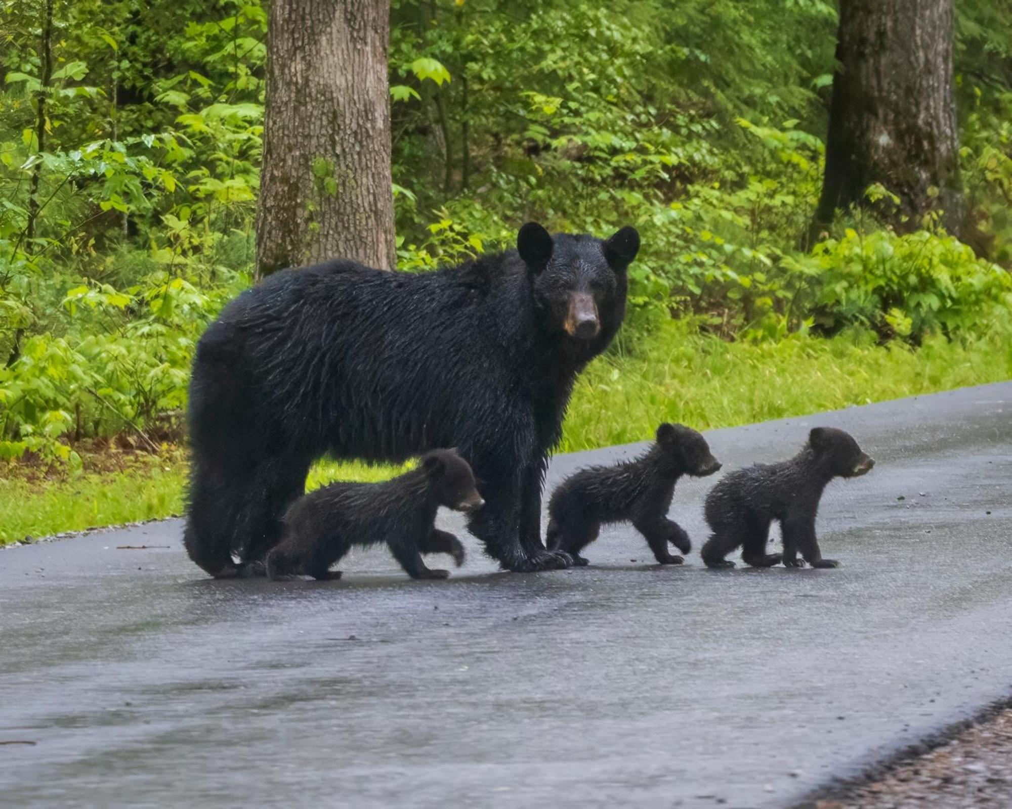 Magical Moments, Hot Tub, Wifi, 1089 Free Tickets Each Paid Day, Dollywood And More Gatlinburg Bagian luar foto